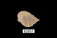 藏品(球織紋螺)的圖片